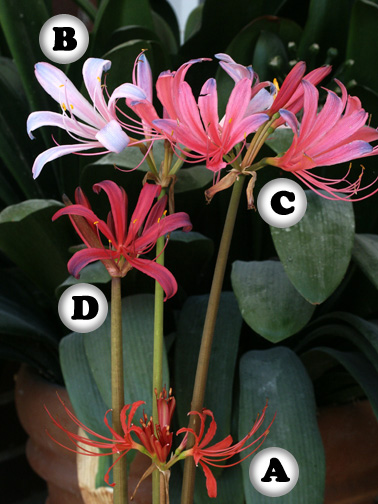 Lycoris radiata, L. sprengeri, L. xHaywardii, L. 'Flaming Dragon'