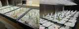 2019 Lycoris Seedling Development - One Year Update